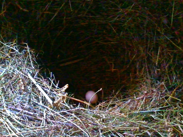 Primul ou; 2014-03-31 17.53.15
