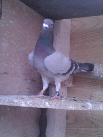 M 2012 UA (ukraina )