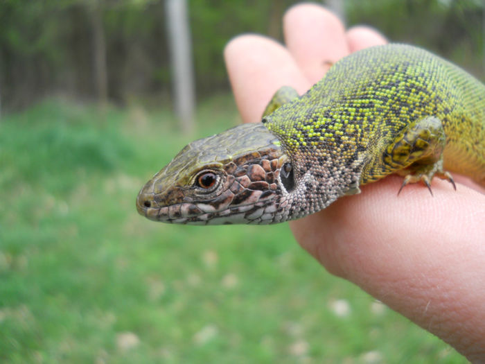 Femela superba de gustere - 92 Reptile amfibieni batracieni nevertebrate autohtone