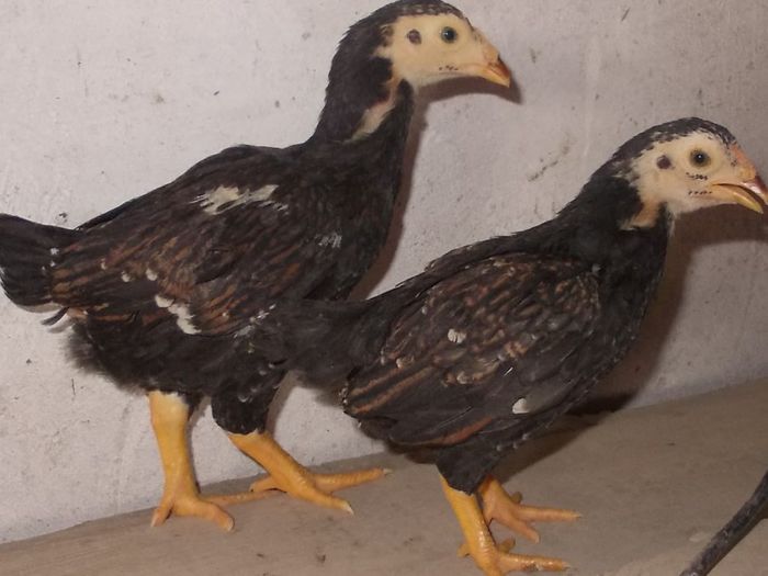 combatant indian mare si pitic