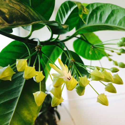 image - Hoya Multiflora