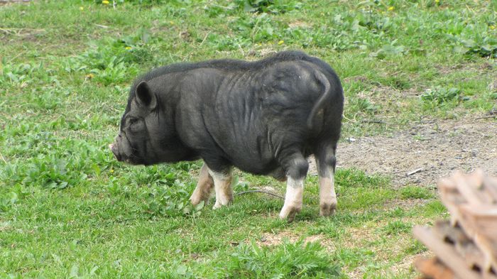 Porci vietnamezi - 5 luni - 8 PORCI VIETNAMEZI - nu mai detin