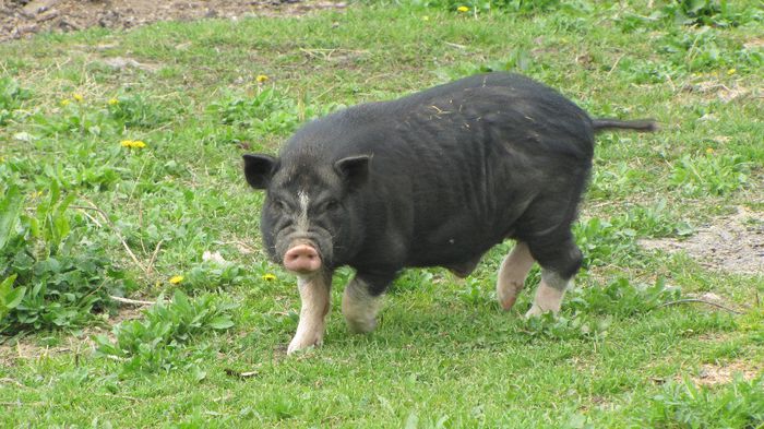 Porci vietnamezi - 5 luni - 8 PORCI VIETNAMEZI - nu mai detin