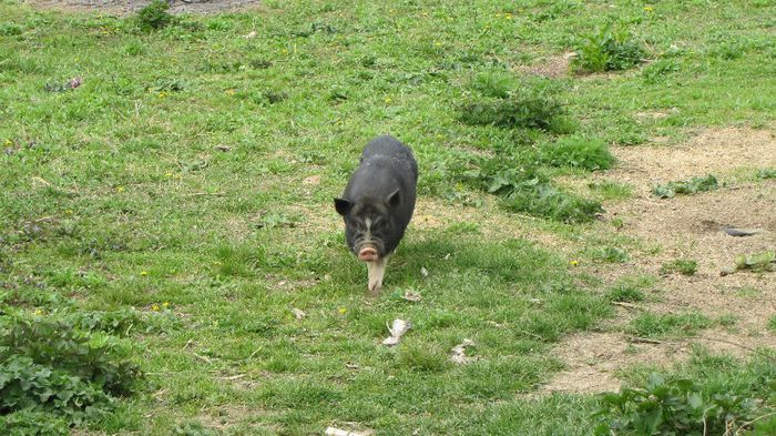 Porci vietnamezi - 5 luni - 8 PORCI VIETNAMEZI - nu mai detin