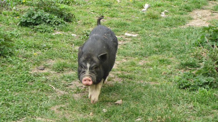 Porci vietnamezi - 5 luni - 8 PORCI VIETNAMEZI - nu mai detin