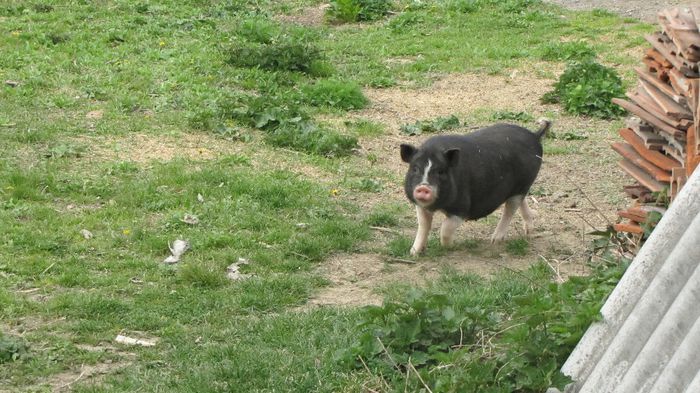 Porci vietnamezi - 5 luni - 8 PORCI VIETNAMEZI - nu mai detin