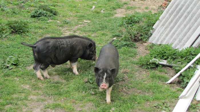 Porci vietnamezi - 5 luni - 8 PORCI VIETNAMEZI - nu mai detin