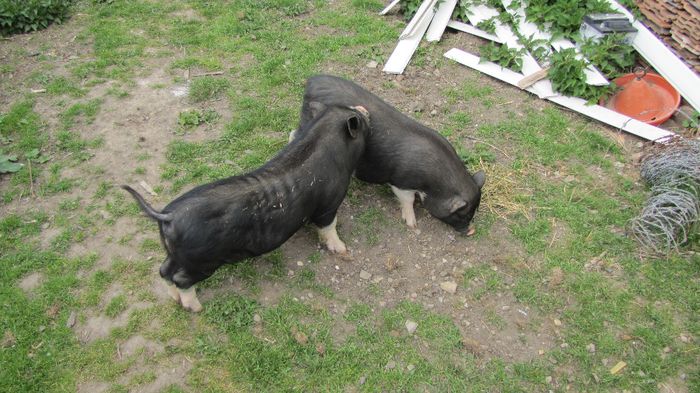 Porci vietnamezi - 5 luni - 8 PORCI VIETNAMEZI - nu mai detin