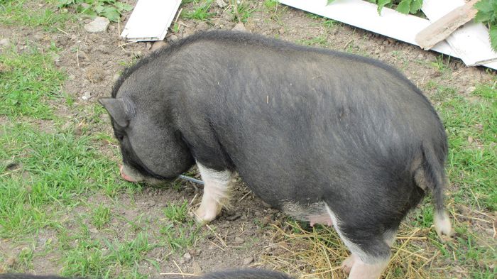 Porci vietnamezi - 5 luni - 8 PORCI VIETNAMEZI - nu mai detin