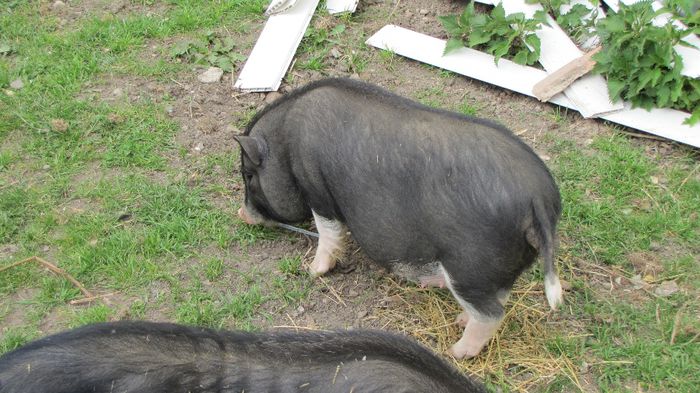 Porci vietnamezi - 5 luni - 8 PORCI VIETNAMEZI - nu mai detin