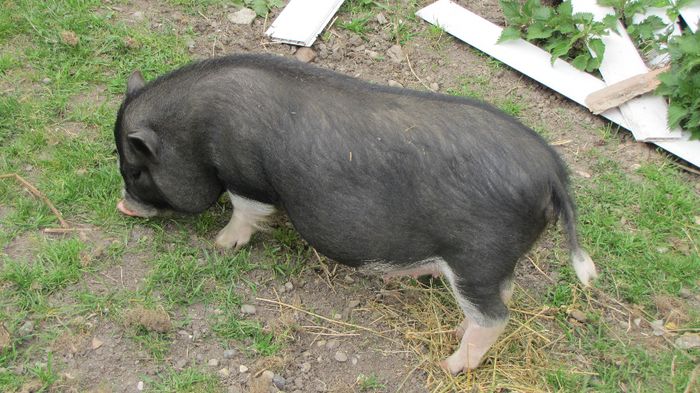 Porci vietnamezi - 5 luni - 8 PORCI VIETNAMEZI - nu mai detin