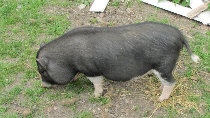 Porci vietnamezi - 5 luni - 8 PORCI VIETNAMEZI - nu mai detin