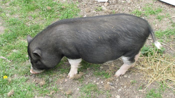 Porci vietnamezi - 5 luni - 8 PORCI VIETNAMEZI - nu mai detin