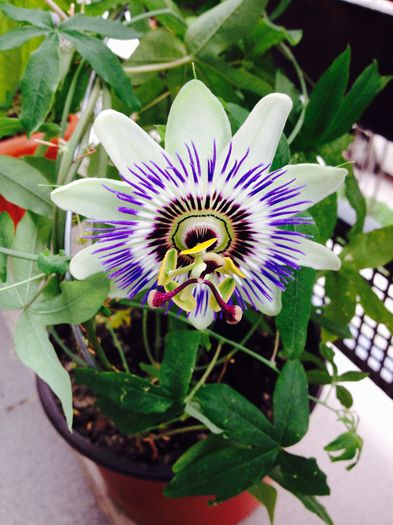 image - Passiflora