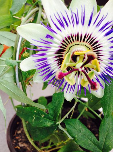 image - Passiflora