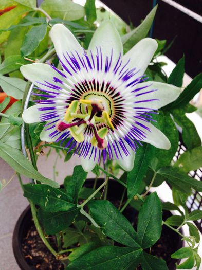 image - Passiflora