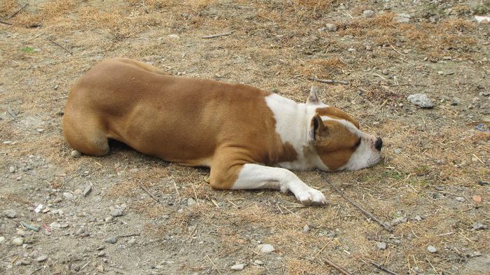 Sistaff Hellraiser - CAINI - AMSTAFF