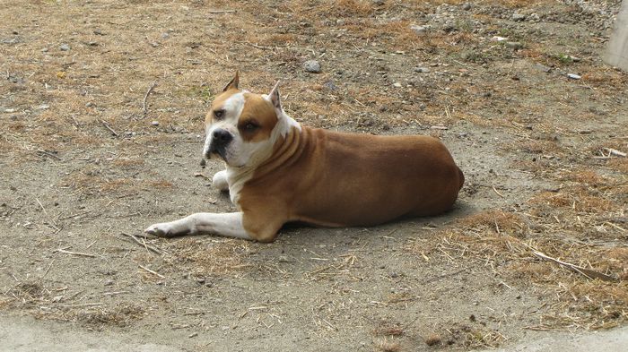 Sistaff Hellraiser - CAINI - AMSTAFF