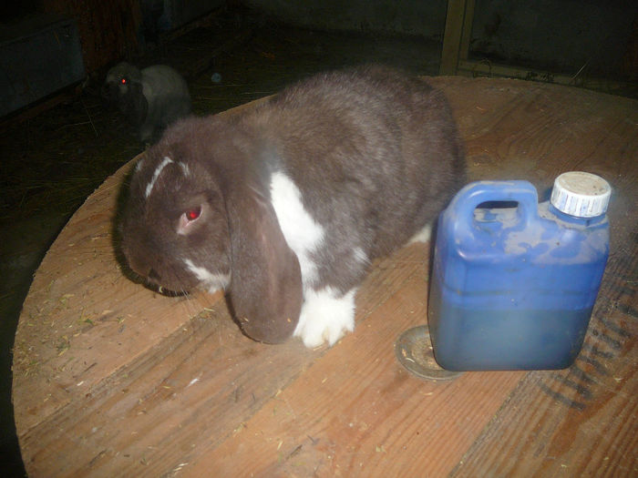 Mascul culoarea : Havana-Mantulat (2014) - arhiva matca-berbeci