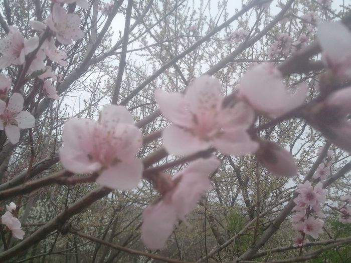 2014-04-03 12.52.45 - pomi fructiferi pruni ciresi  peri