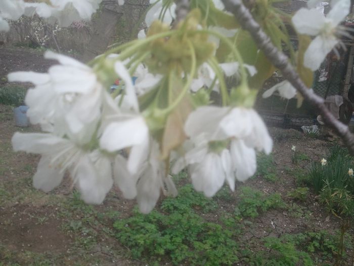 2014-04-05 14.52.33 - pomi fructiferi pruni ciresi  peri