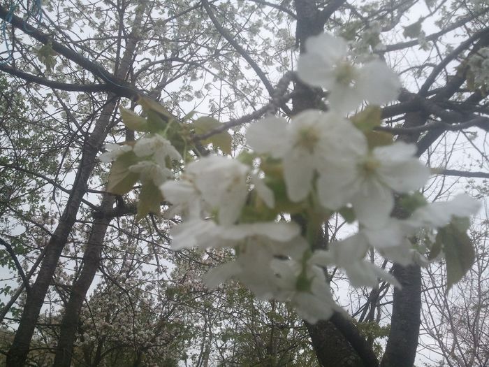 2014-04-05 14.53.04 - pomi fructiferi pruni ciresi  peri