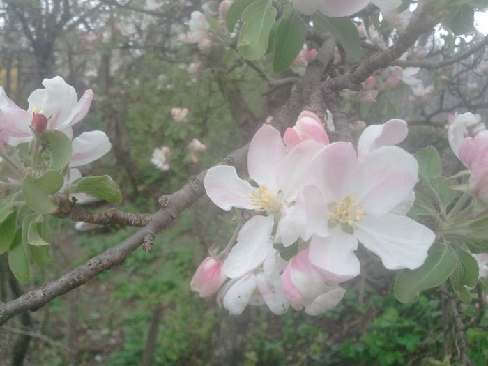 2014-04-05 14.54.43 - pomi fructiferi pruni ciresi  peri