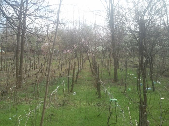 2014-04-03 13.57.05 - pomi fructiferi pruni ciresi  peri