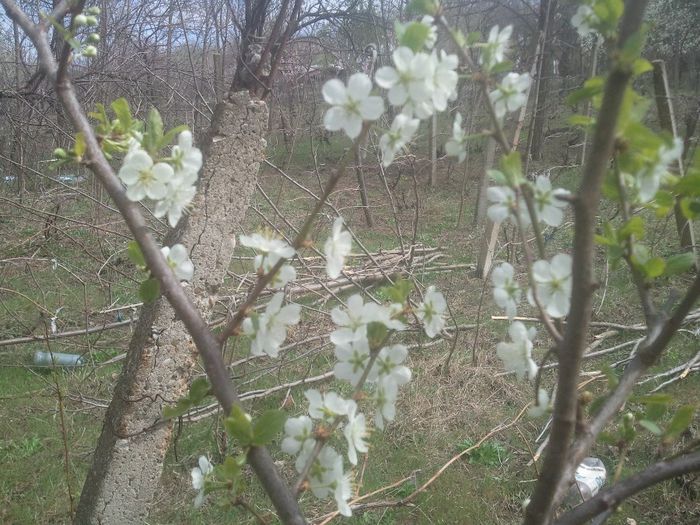 2014-04-03 13.57.26 - pomi fructiferi pruni ciresi  peri