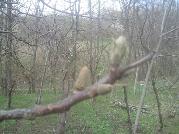 2014-04-03 13.58.52 - pomi fructiferi pruni ciresi  peri