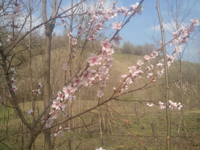 2014-04-03 14.19.09 - pomi fructiferi pruni ciresi  peri