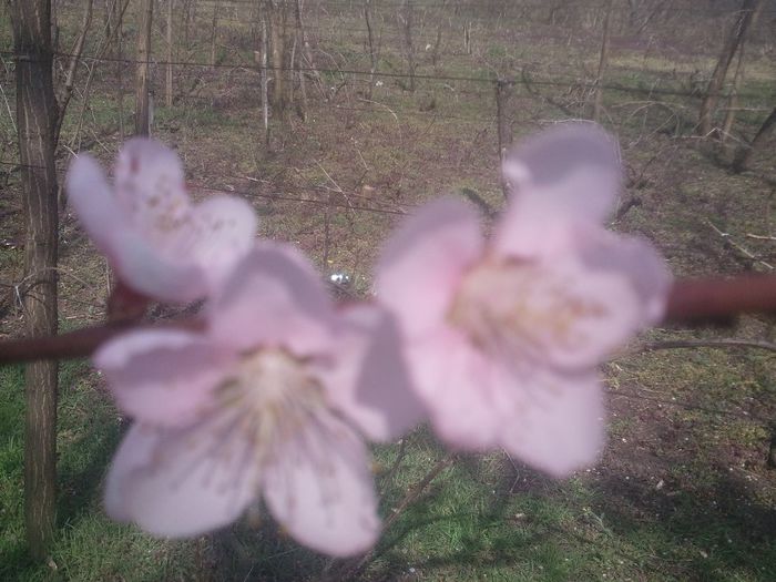 2014-04-03 14.19.32 - pomi fructiferi pruni ciresi  peri