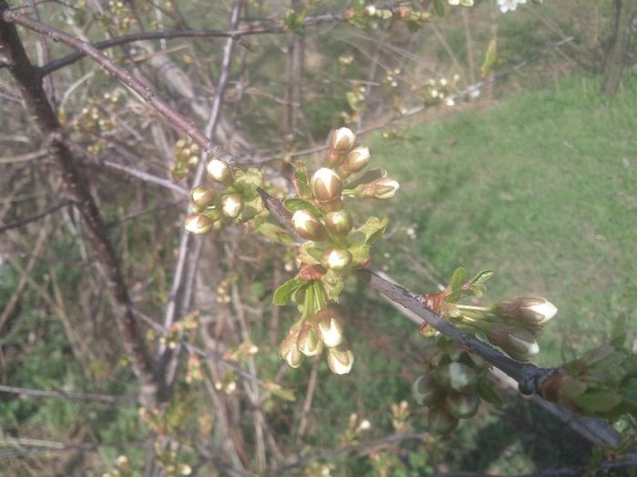 2014-04-03 14.28.51 - pomi fructiferi pruni ciresi  peri