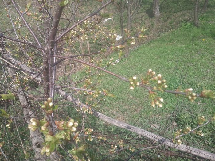 2014-04-03 14.28.58 - pomi fructiferi pruni ciresi  peri