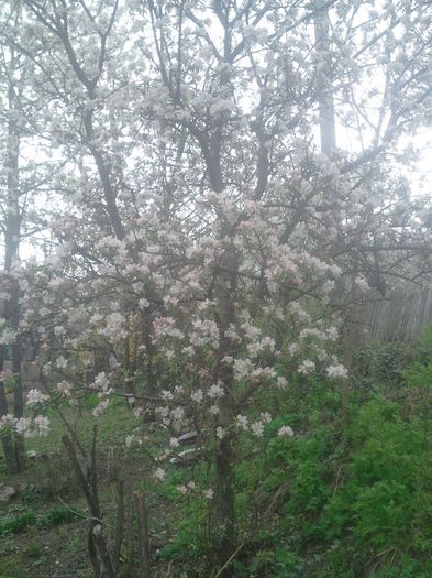 2014-04-05 14.55.22 - pomi fructiferi pruni ciresi  peri