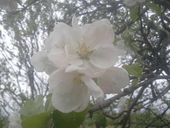 2014-04-05 15.01.34 - pomi fructiferi pruni ciresi  peri