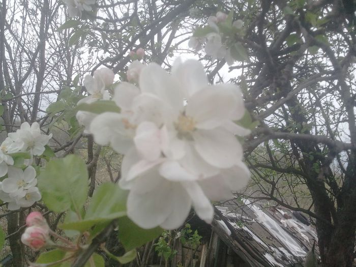 2014-04-05 15.01.42 - pomi fructiferi pruni ciresi  peri