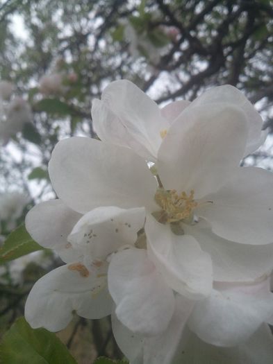 2014-04-05 15.02.58 - pomi fructiferi pruni ciresi  peri