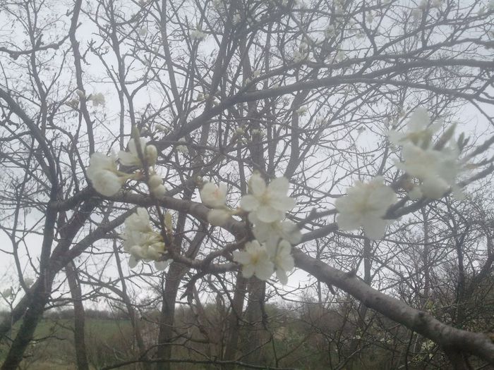 2014-04-05 17.07.58 - pomi fructiferi pruni ciresi  peri