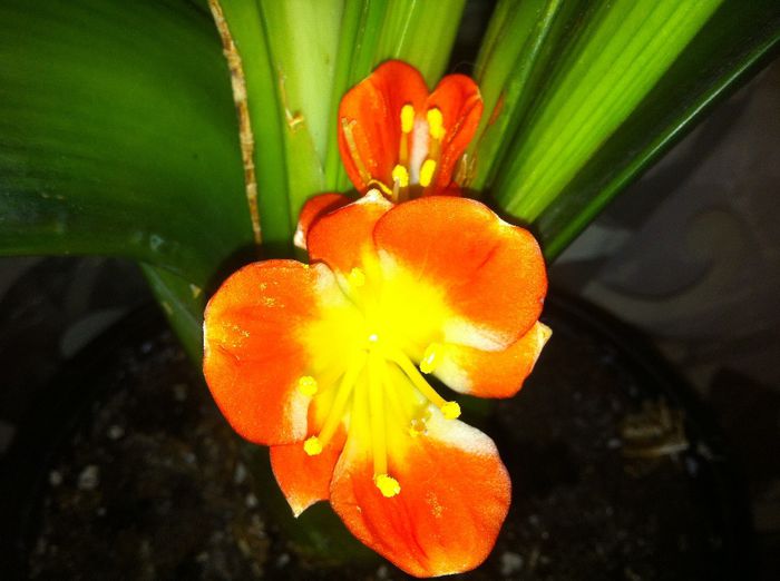 Clivia - flori de interior 2014