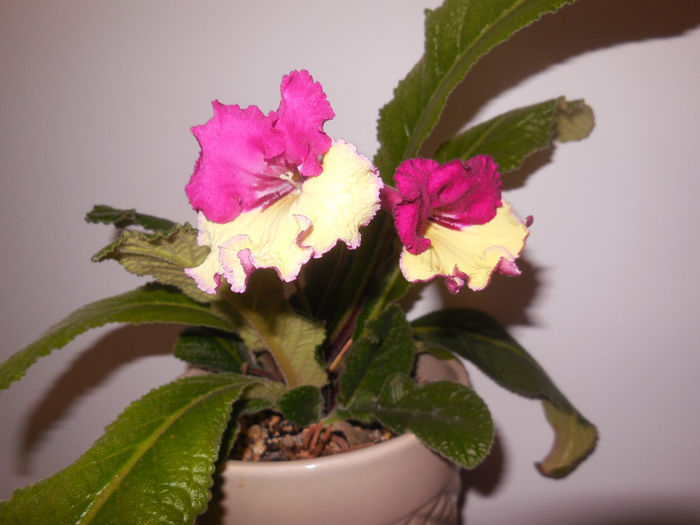 05 apr. 2014 - Streptocarpus