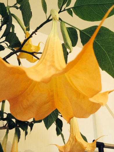 image - Datura galbena