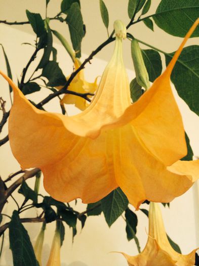 image - Datura galbena