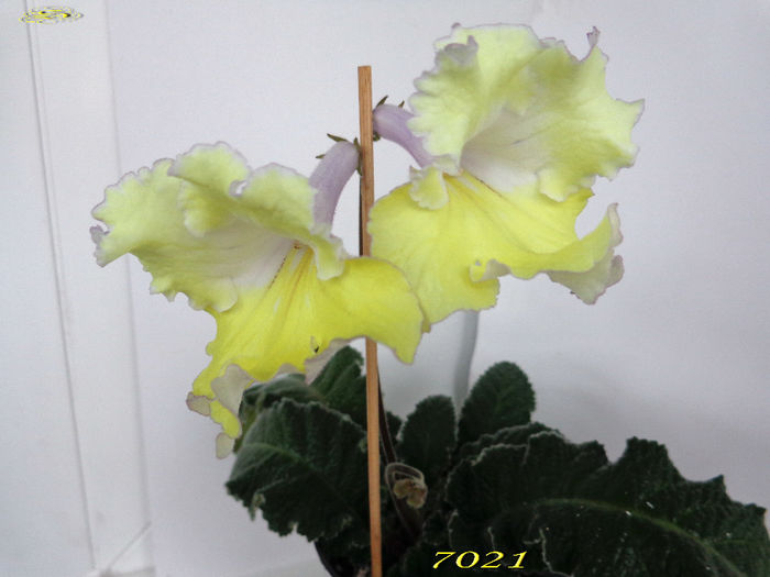 7021 (6-04-2014) - Streptocarpusi 2014