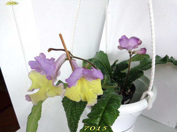 7015 (6-04-2014) - Streptocarpusi 2014