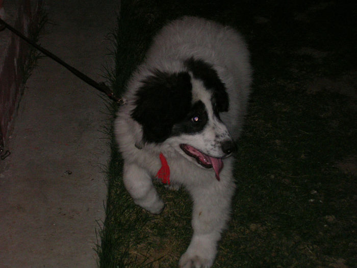 SANY0079 - ARINA NEPOATA LUI NUC DE HUMOR