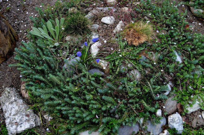 rocaria veche - 2014 Splendori de primavara