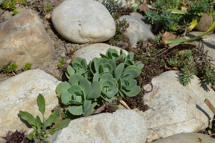 prim plan rocarie - 2014 Splendori de primavara