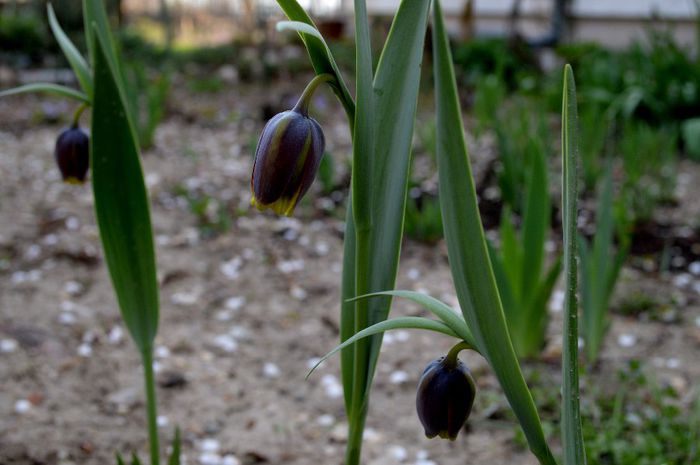 fritillaria uva vulpis - 2014 Splendori de primavara
