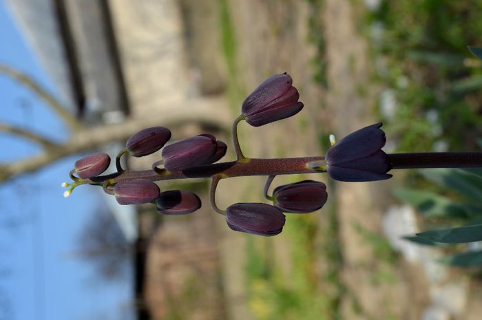 fritillaria persica - 2014 Splendori de primavara